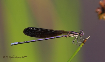 Argia fumipennis, male